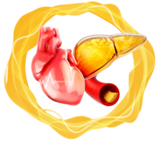 animácia srdca pečene a ciev